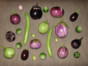 lovely eggplants