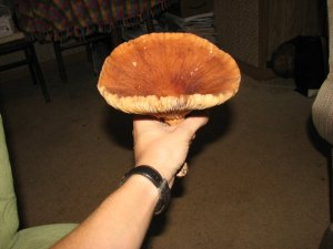 large mushroom